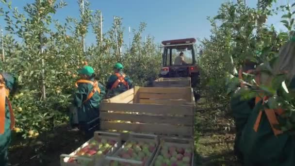Høsthøstingssesong Video – stockvideo