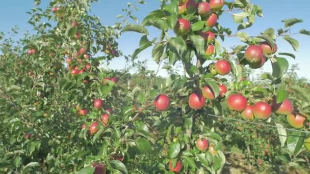 Bäume Mit Roten Äpfeln Einem Obstgarten — Stockvideo