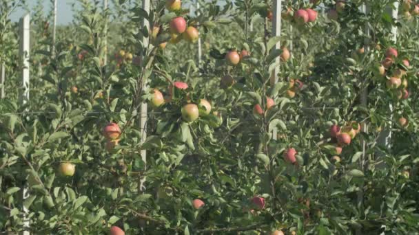 Bir Elma Ağacı Bahçesi — Stok video