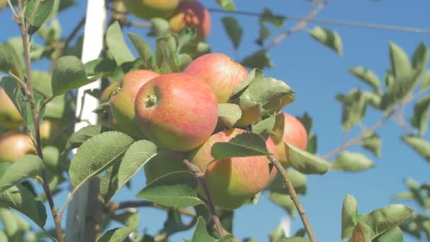 Äpfel Obstgarten — Stockvideo