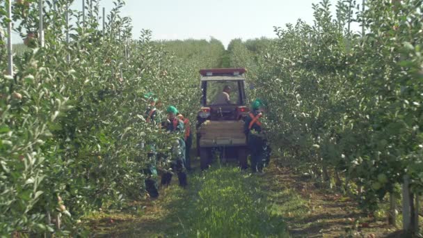 果樹園でリンゴを収穫する — ストック動画