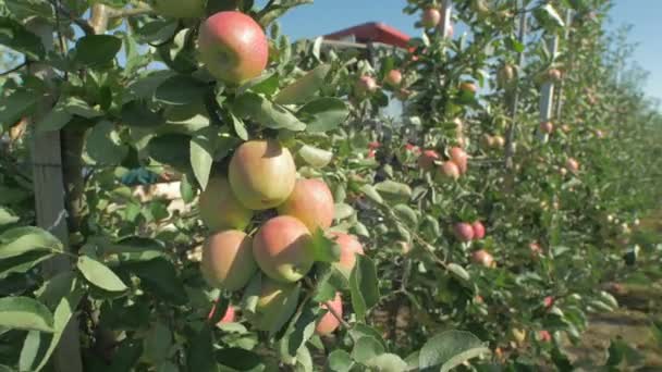 Apfelplantage Während Der Ernte — Stockvideo