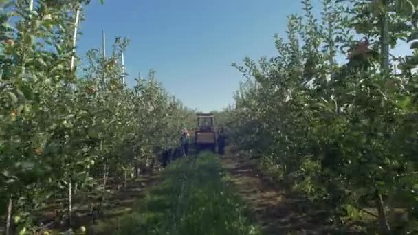 Εργαζόμενοι Που Συλλέγουν Μήλα Στην Εκμετάλλευση Υπό Φως Του Ήλιου — Αρχείο Βίντεο