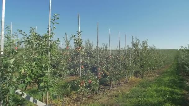 Manzanos Huerto — Vídeos de Stock