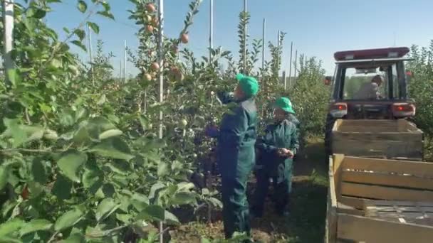 农场工人在果园里收割苹果 — 图库视频影像