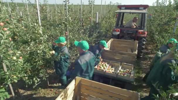 Arbetstagare Som Skördar Äpplen Gården Solljus — Stockvideo