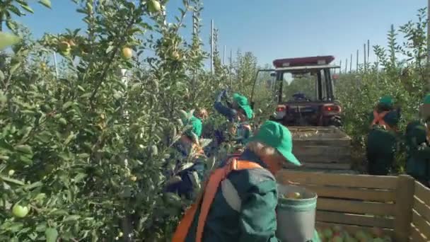 Pekerja Panen Apel Peternakan Bawah Sinar Matahari — Stok Video