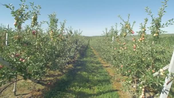 果樹園にリンゴの木 — ストック動画