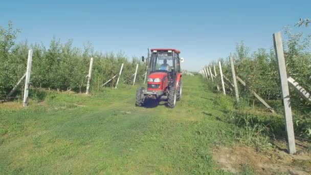 Traktorfahren Einem Obstgarten — Stockvideo