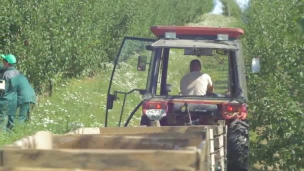 Conducción Tractor Cosecha Ciruelas — Vídeo de stock