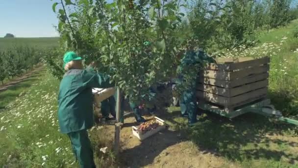 Arbeiter Ernten Äpfel Auf Bauernhof Sonnenlicht — Stockvideo