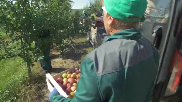 Omenoita Auringonvalossa Poimineet Työntekijät — kuvapankkivideo