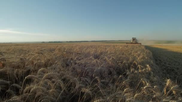 Kombinovat Sklizeň Pšenice Zemědělský Koncept — Stock video