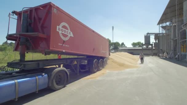 Footage Truck Tipping Grain — стокове відео