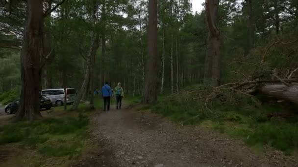 Caminhando Floresta — Vídeo de Stock