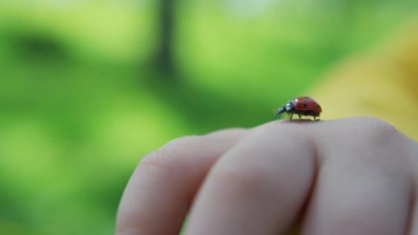 Ladybug Hand Van Een Kind — Stockvideo