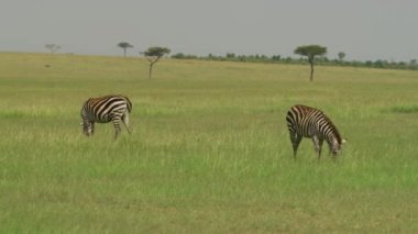 Masai Mara 'da iki zebra otluyor.