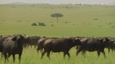 Afrika 'da Bufalo Burnu