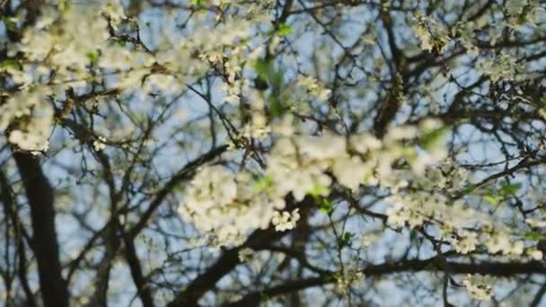 Ramo Com Flor Cereja Branca — Vídeo de Stock