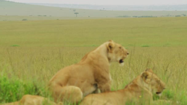 アフリカのサバンナの雌ライオン — ストック動画