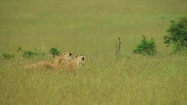 Drie Leeuwinnen Savanne — Stockvideo