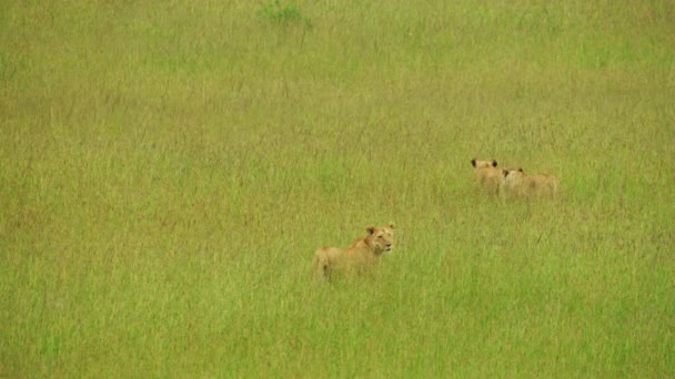 Lionesses Walking Plains — Stock Video