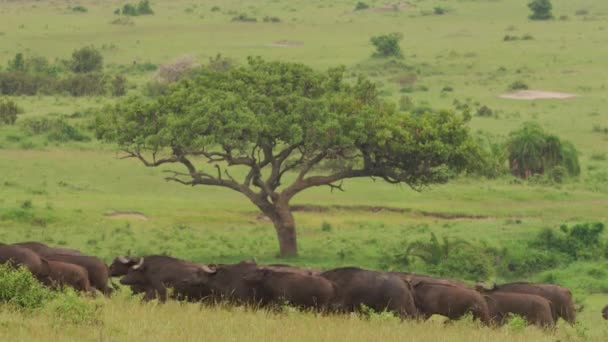 Buffalo Herd Running Savannah — Stock Video