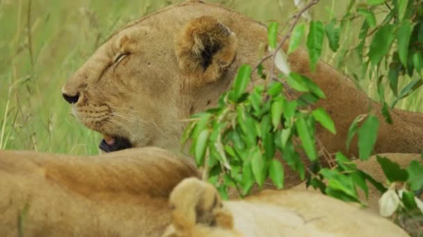 Lioness Odihnindu Lângă Ramuri Verzi — Videoclip de stoc