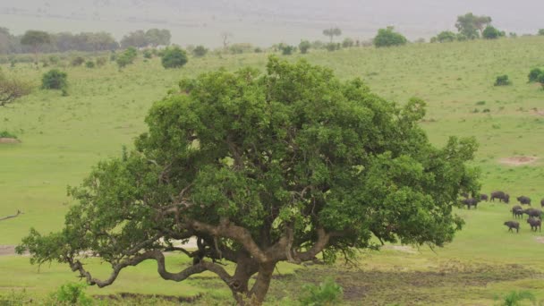 Árboles Verdes Sabana — Vídeos de Stock