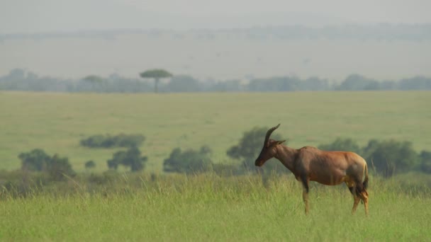 Antelope Topi Padang Rumput — Stok Video