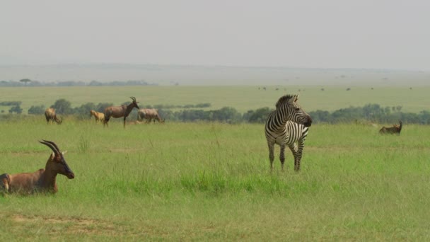 Antilopi Topi Una Zebra — Video Stock