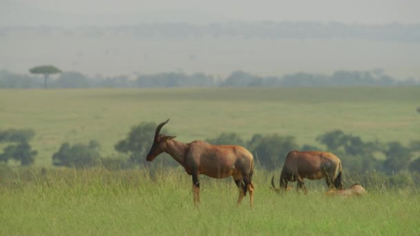 Topi Antilopok Legeltetése Pihentetése — Stock videók