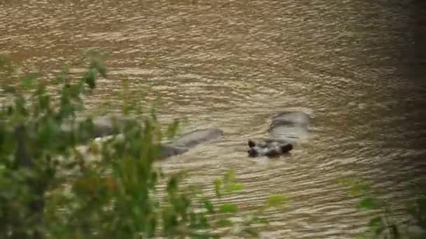 Hippopotames Dans Une Rivière — Video