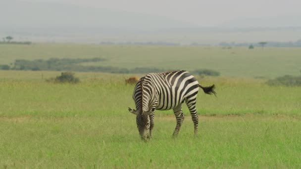 Plains Zebra Pastva Masai Mara — Stock video