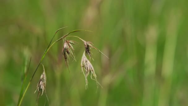 Rumput Dengan Biji Subur Hijau Bergerak Pada Angin — Stok Video