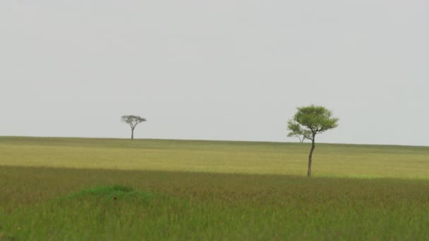 Die Afrikanische Savanne Naturkonzept — Stockvideo