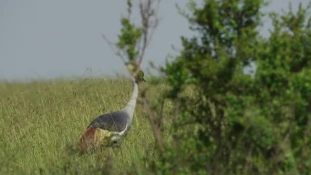 Grey Dinobatkan Crane Berjalan — Stok Video