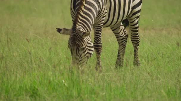 Llanuras Cebra Pastando Masai Mara — Vídeo de stock
