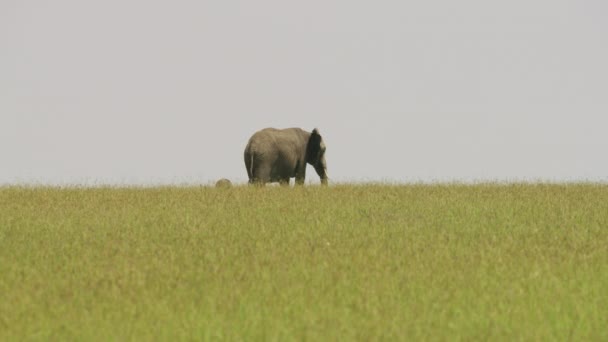 在马赛马拉有小象的大象 — 图库视频影像