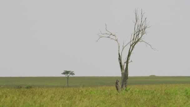 Copac Uscat Savană — Videoclip de stoc