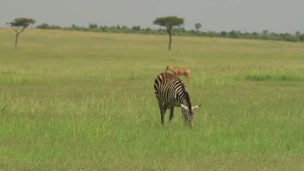 Zebra Pascolo Nella Savana — Video Stock