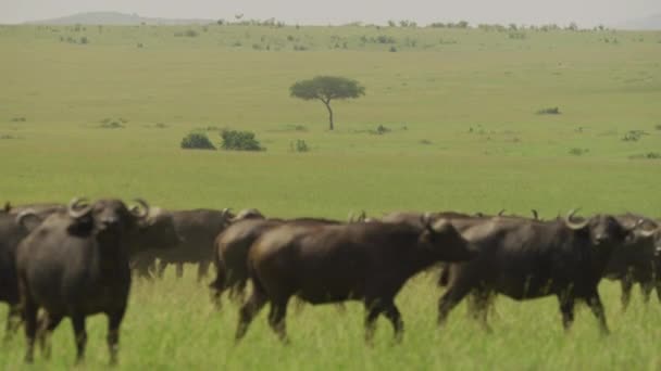 Cape Buffalos Afrique — Video