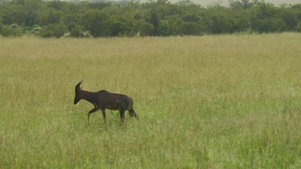 Topi Antilope Marche Dans Les Plaines — Video