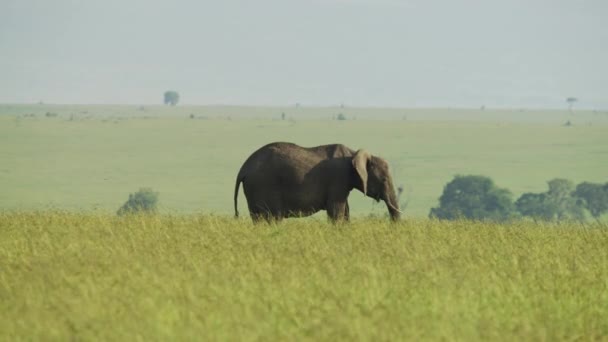 Éléphant Dans Savane — Video