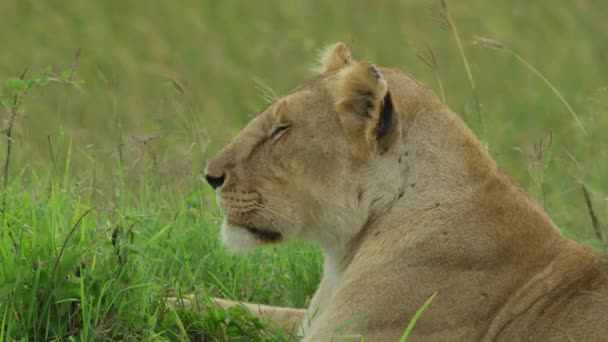 Close View Lioness Lying — Stock Video