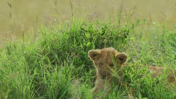 León Cachorro Descansando Masai Mara — Vídeo de stock