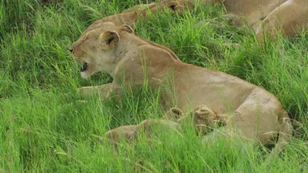 Lioness Feeding Cubs Close — Stock Video