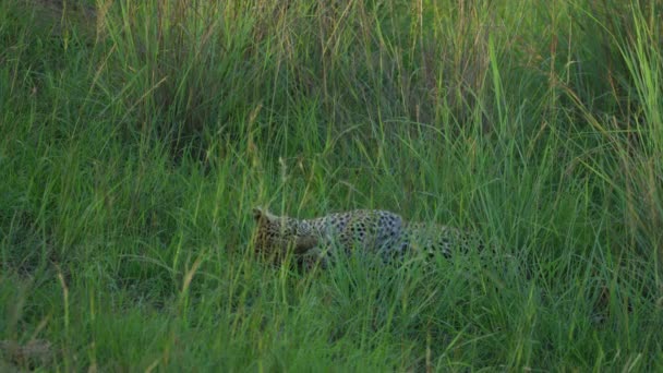 Leopard Resting Grass Cleaning Its Paws — Stockvideo