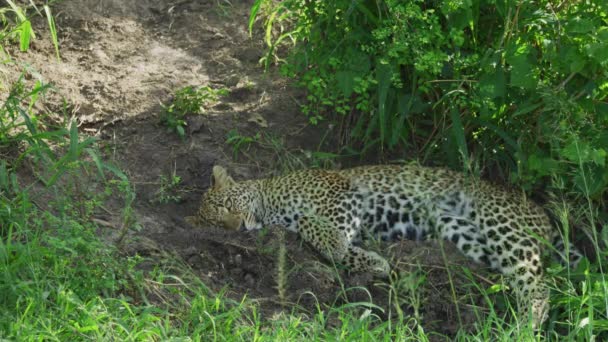 Leopardo Perezoso Descansando Cerca Arbustos — Vídeo de stock