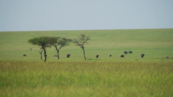 Manada Elefantes Sabana — Vídeos de Stock